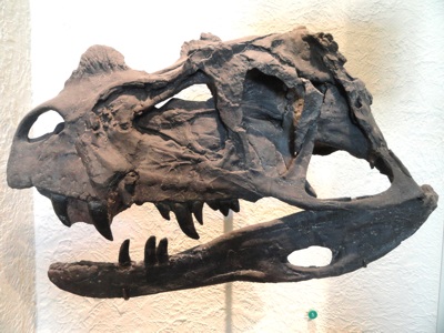 Cast of fossil Ceratosaurus nasicornis skull in American Museum of Natural History